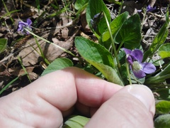 Viola hirta