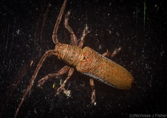 Rhytiphora mjoebergi