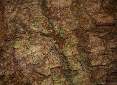Neopantopsalis pentheter