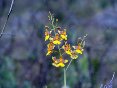 Vitekorchis excavata