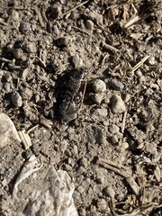 Ocypus aeneocephalus