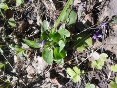 Viola hirta