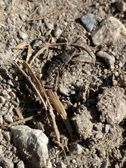 Ocypus aeneocephalus