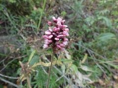 Persicaria pilosa