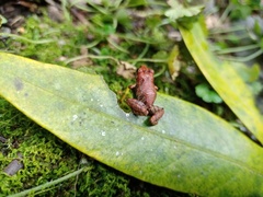 Pristimantis lojanus