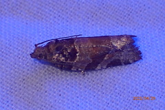 Argyrotaenia kimballi