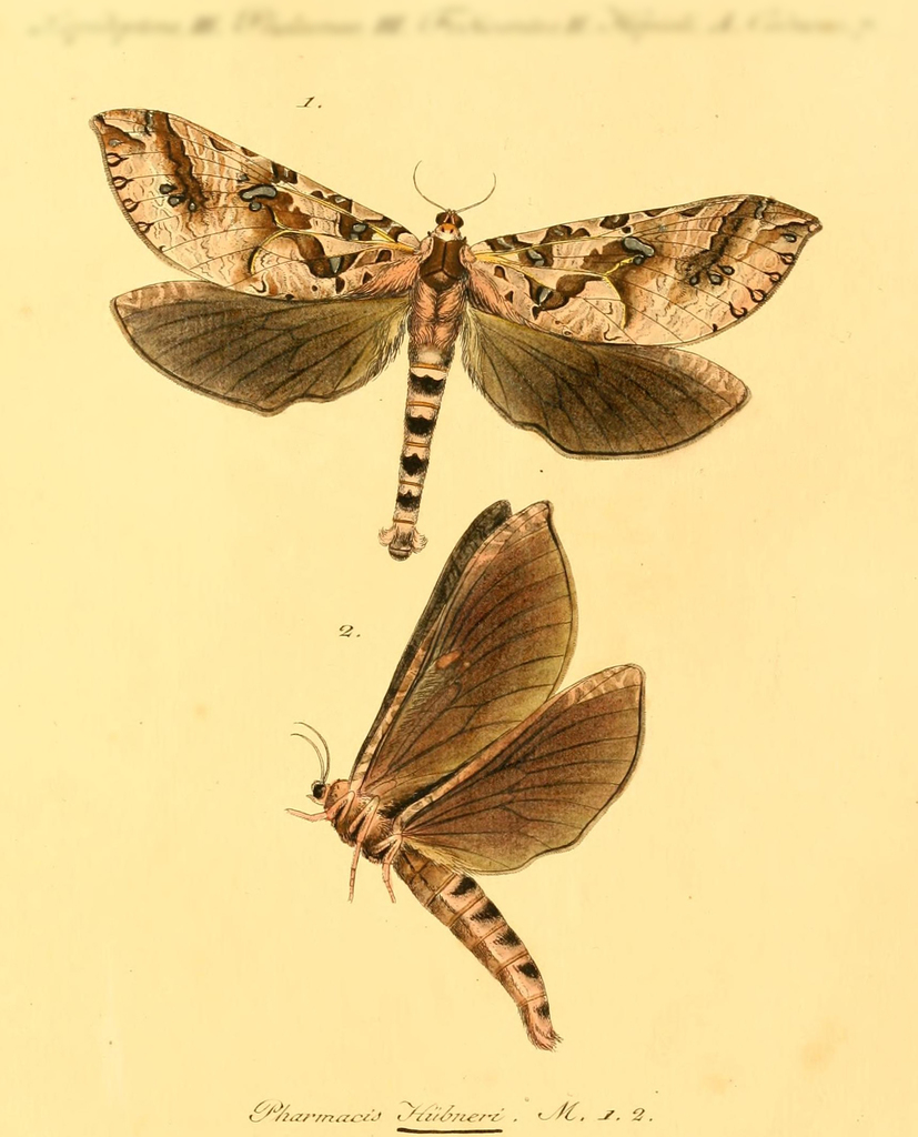 Phassus huebneri