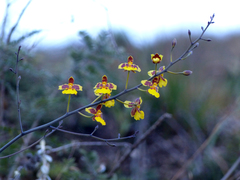 Vitekorchis excavata