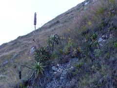 Vitekorchis excavata