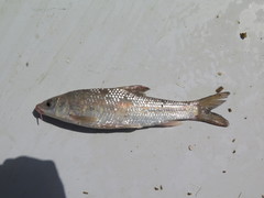 Luciobarbus microcephalus