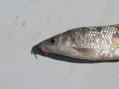 Luciobarbus microcephalus