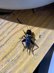 Gryllus bimaculatus