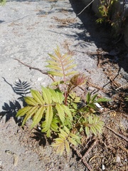 Sorbaria sorbifolia