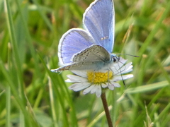 Polyommatus icarus