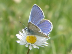 Polyommatus icarus