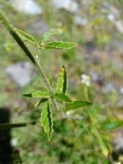 Nasa triphylla image