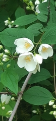 Philadelphus coronarius