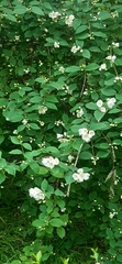 Philadelphus coronarius