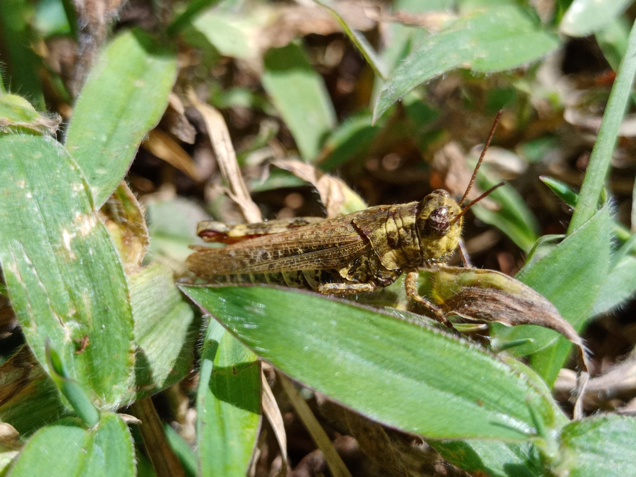 Baeacris punctulata image