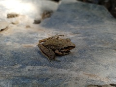 Pristimantis lymani