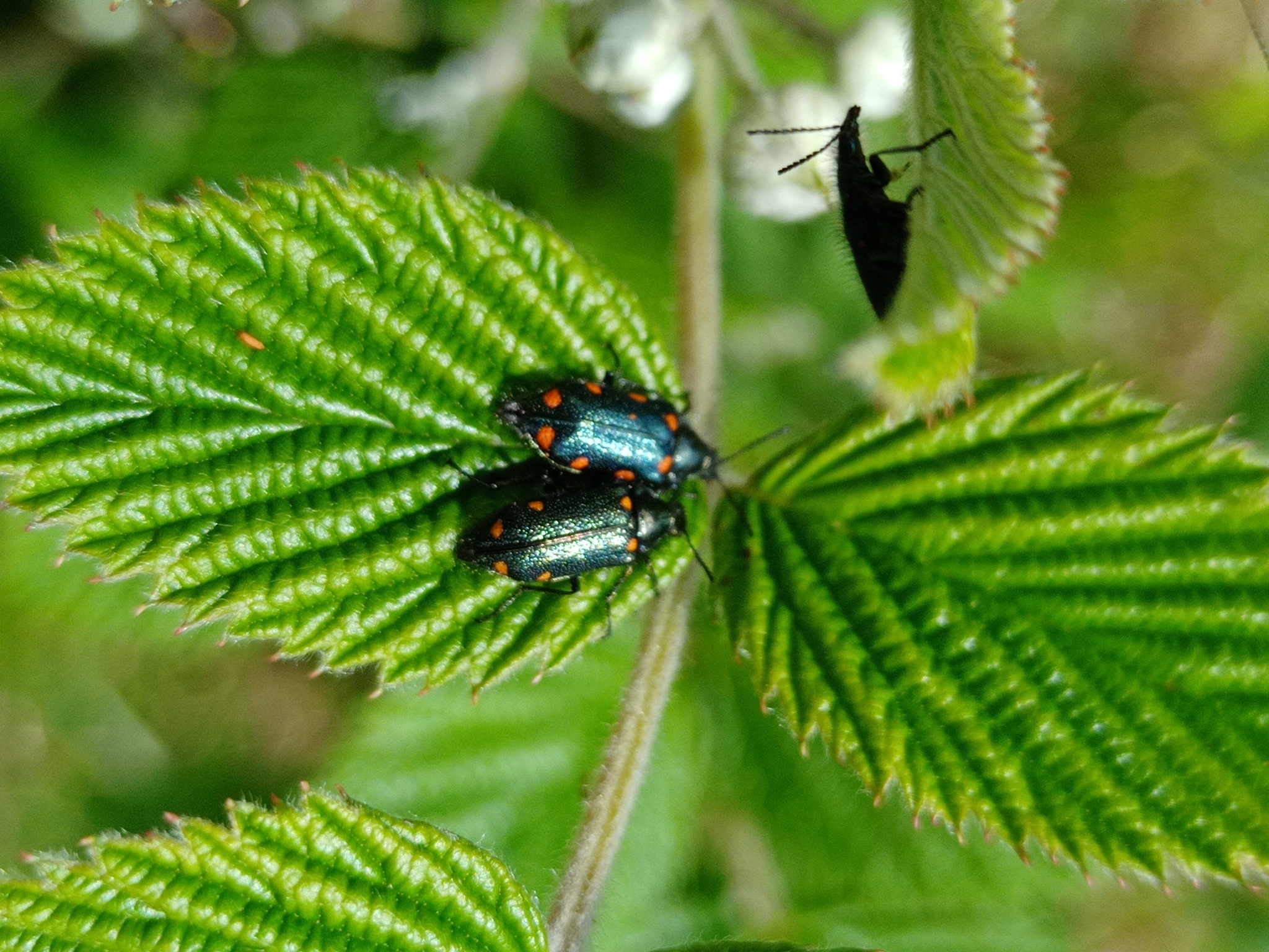 Stylasteridae image