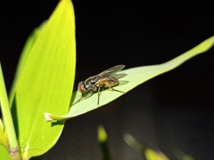 Diptera