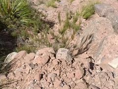 Ephedra americana
