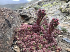 Sempervivum minutum