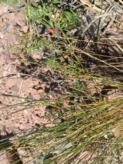 Ephedra americana