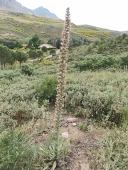 Echium boissieri