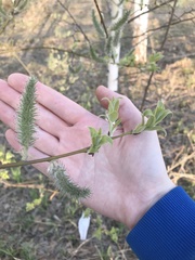 Salix