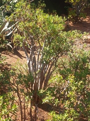 Crassula sarcocaulis