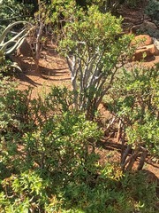 Crassula sarcocaulis