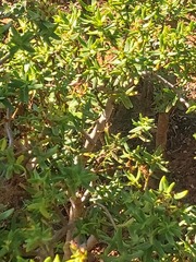 Crassula sarcocaulis