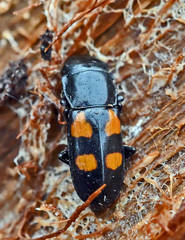 Glischrochilus quadripunctatus