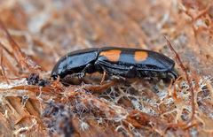 Glischrochilus quadripunctatus