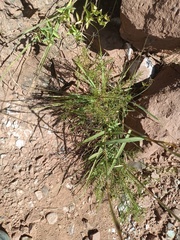 Baccharis