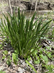 Leucojum aestivum