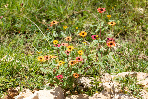 Peruvian zinnia (Zinnia peruviana)