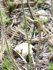 Drosera filiformis