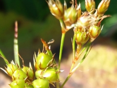 Luzula forsteri