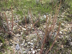 Drosera filiformis