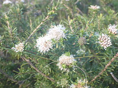Agathosma gonaquensis