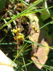 Luzula forsteri