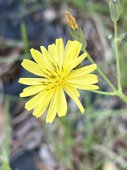Ixeris