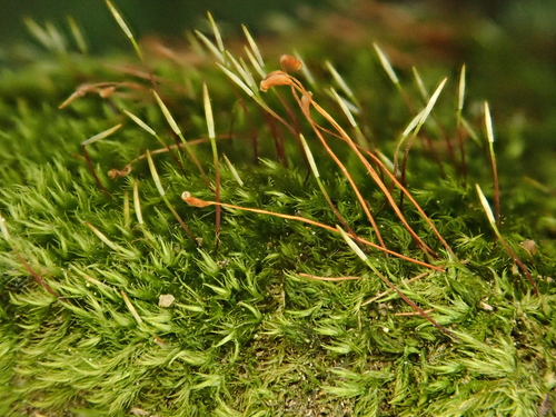 Image of Homomallium incurvatum by (c) Christian Berg, some rights reserved (CC BY)