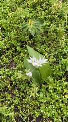 Allium ursinum