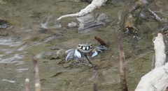 Macrophthalmus pacificus