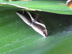 Bastilla arctotaenia