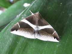 Bastilla arctotaenia